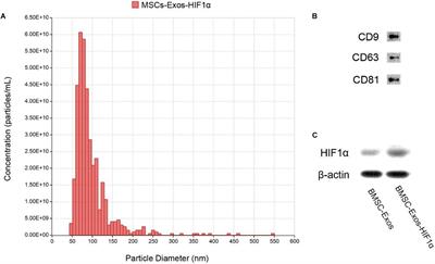 BMSC-Exosomes Carry Mutant HIF-1α for Improving Angiogenesis and Osteogenesis in Critical-Sized Calvarial Defects